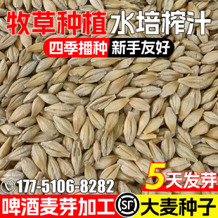 大麦种子四季高产多年生牧草种籽水培榨汁啤酒麦芽加工猫尾草草籽