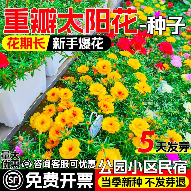 重瓣太阳花种子野花组合花卉种籽