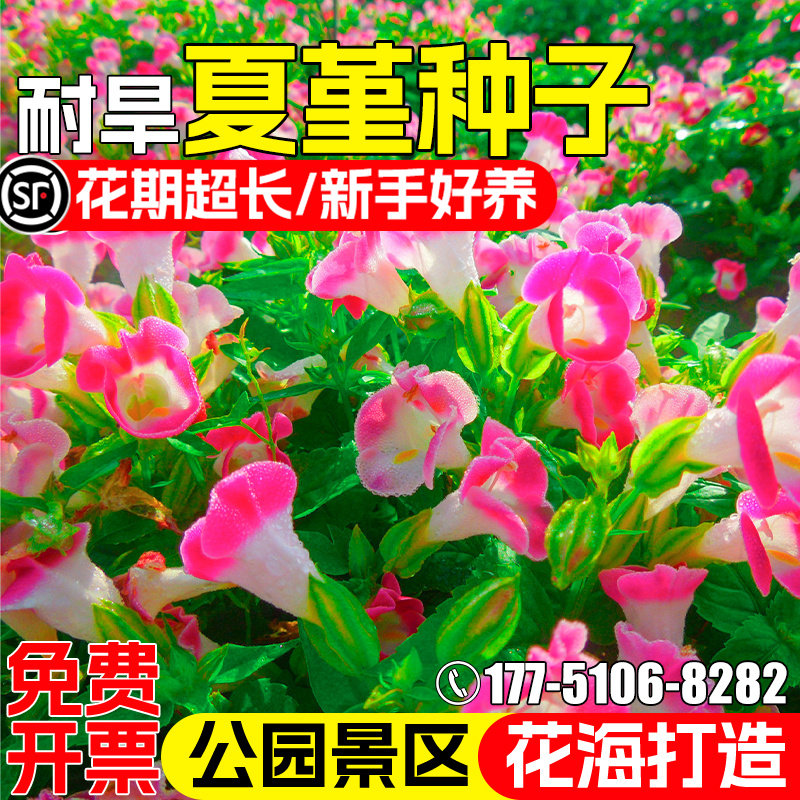 夏堇花种子庭院别墅阳台盆栽蓝猪儿蝴蝶草花种籽公园景区美化花籽