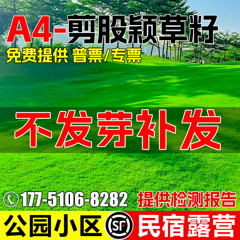 剪股颖草籽四季常青免修剪草种子