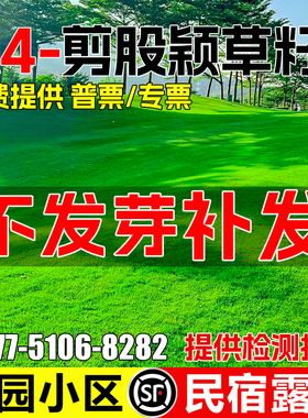 匍匐剪股颖A4本特草籽矮生高尔夫球场别墅庭院绿化四季青草坪种子
