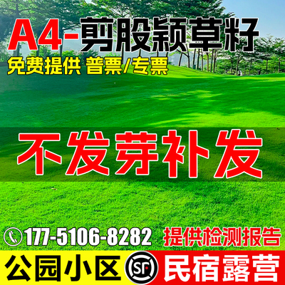 剪股颖草籽四季常青免修剪草种子