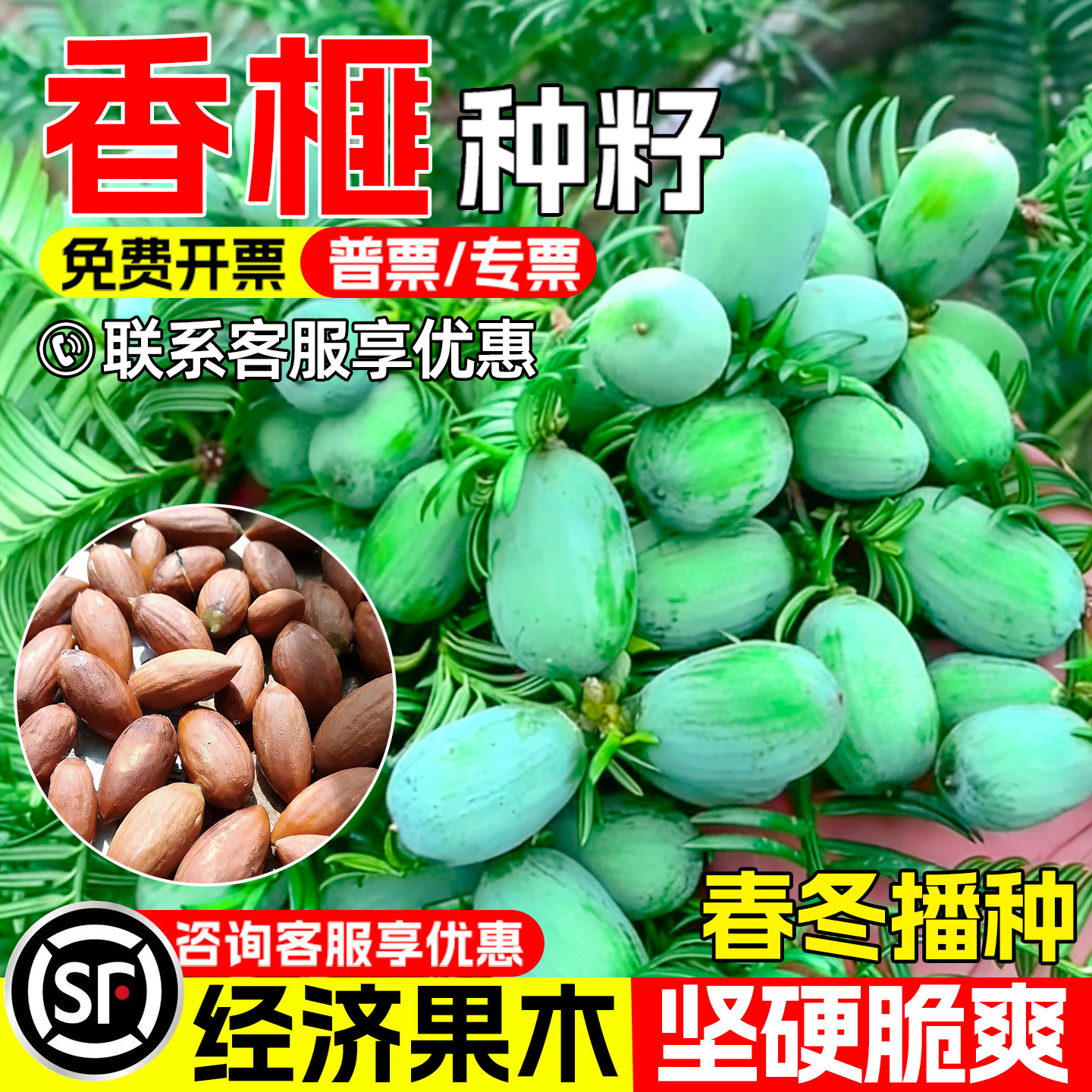 香榧种子早熟高产榧树玉山果树种