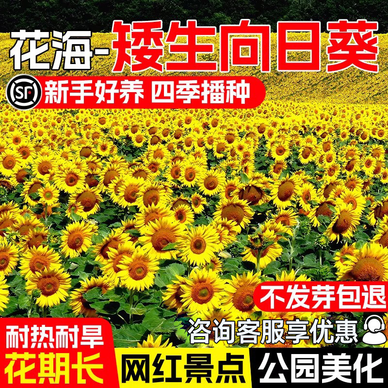 向日葵种籽四季播种观赏食用花籽