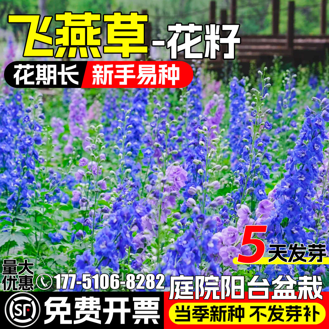 大花飞燕草庭院花种籽子四季播种