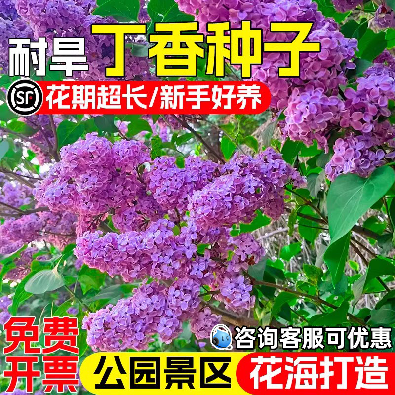 丁香花种子公园景区花海景观美化