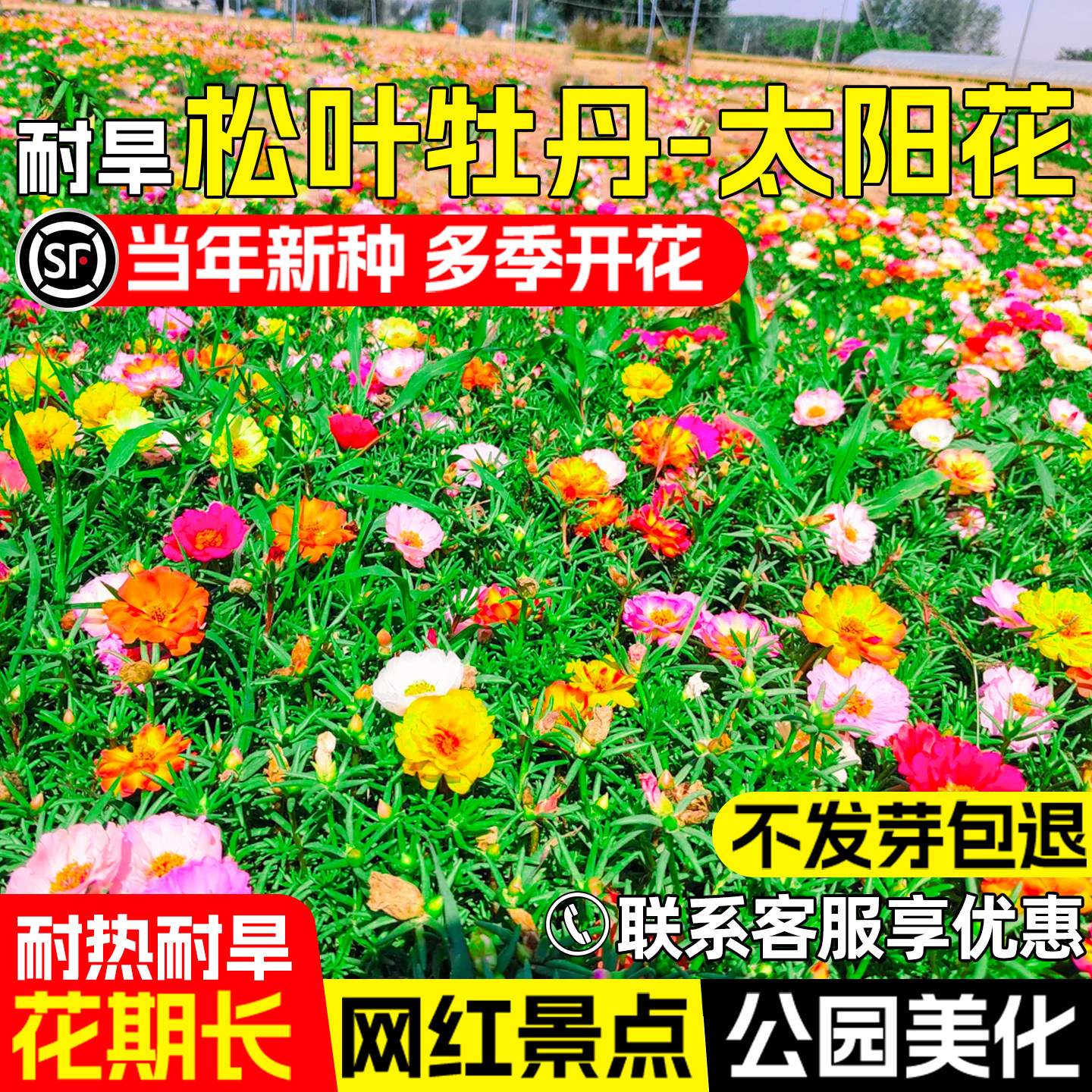 松叶牡丹花籽公园景区花海美化