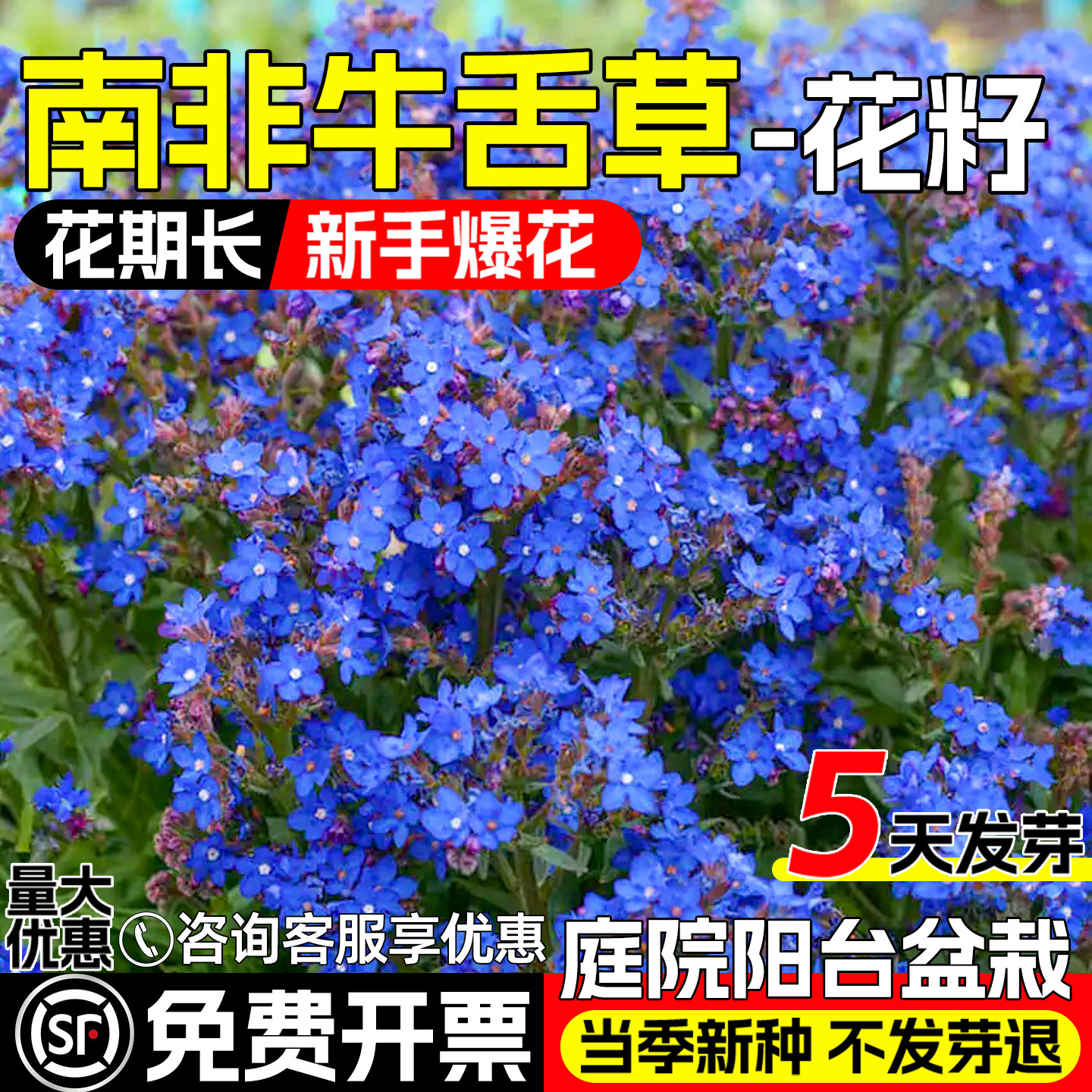 南非牛舌草花种子非洲勿忘我花籽