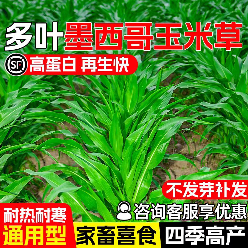 墨西哥玉米草种子四季牧草多年生畜牧养殖草籽高蛋白多汁再生种籽