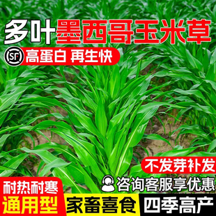 墨西哥玉米草种子四季牧草多年生畜牧养殖草籽高蛋白多汁再生种籽