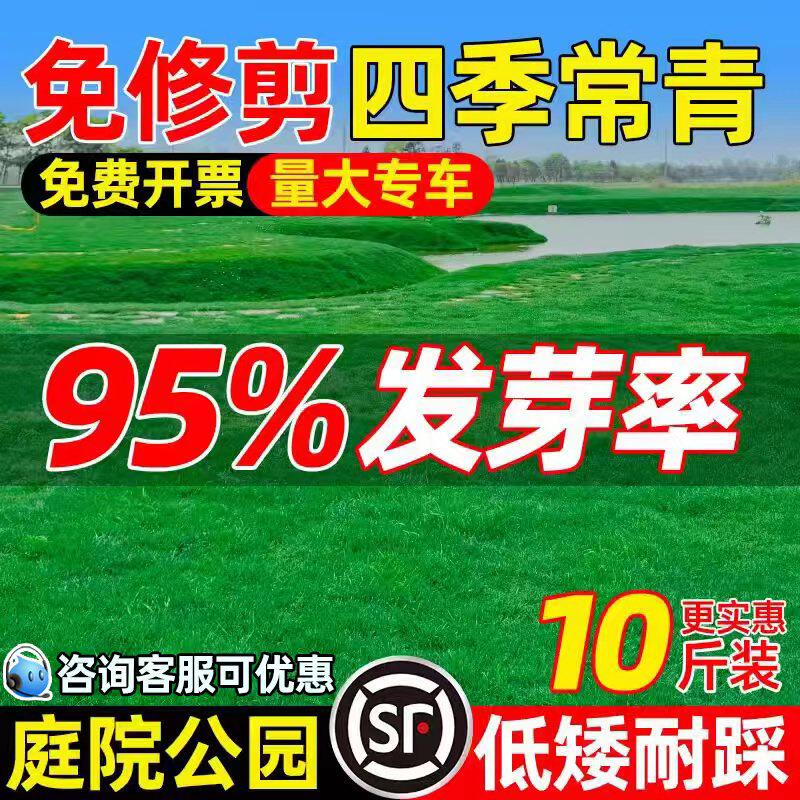 耐旱草坪草籽四季常青矮生地毯草种籽护坡狗牙根高羊茅黑麦草种子