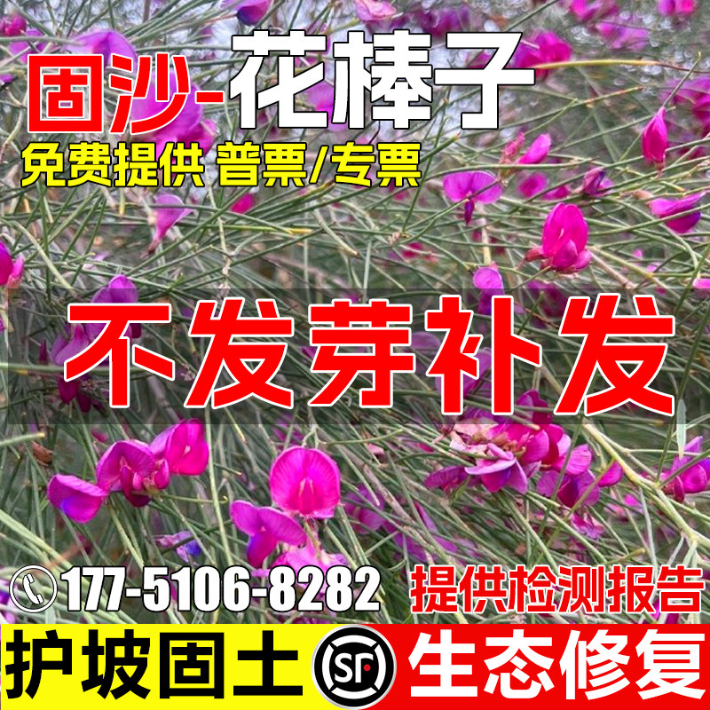 花棒种子多年生护坡固土草籽防风沙生态修复水土保持绿化灌木种籽