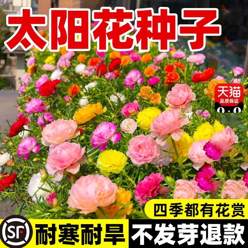 重瓣太阳花种籽混色野花组合花籽