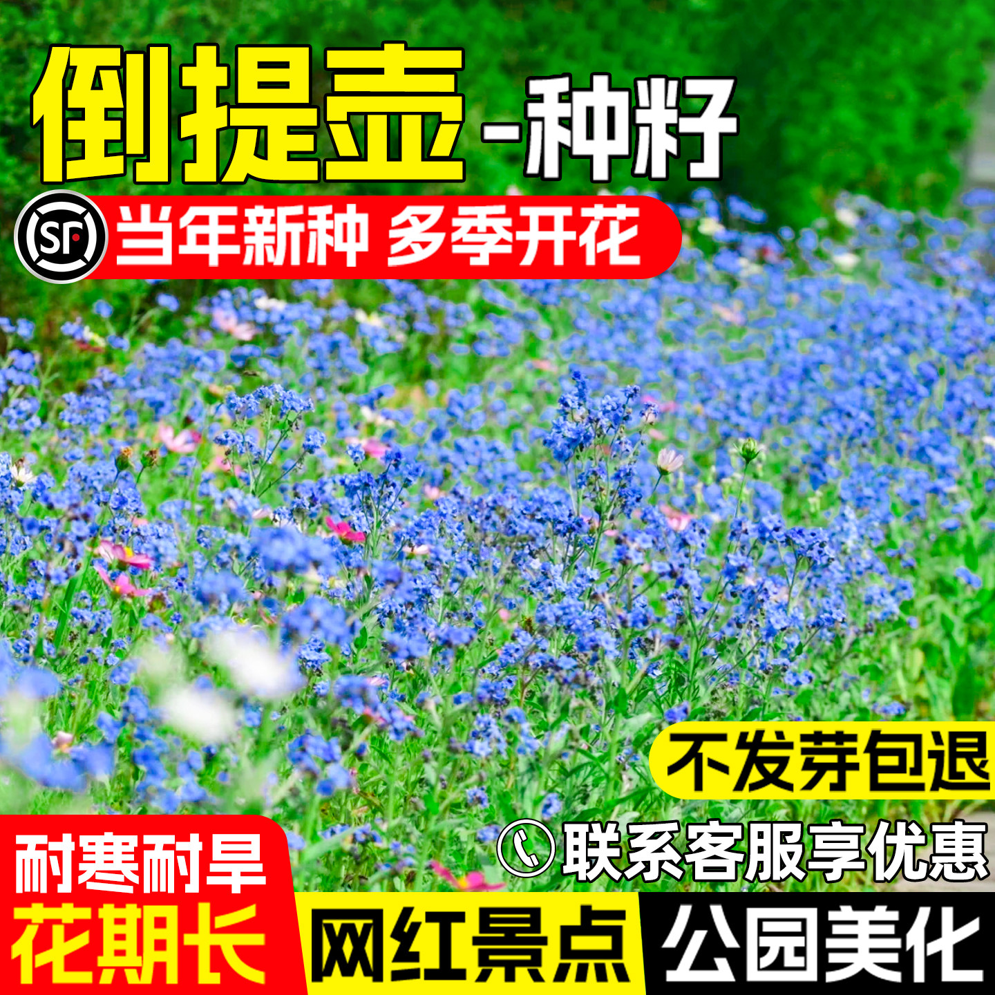 倒提壶花籽公园景区花海景观美化
