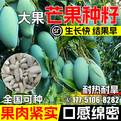 芒果树种子籽早熟高产园林水果树