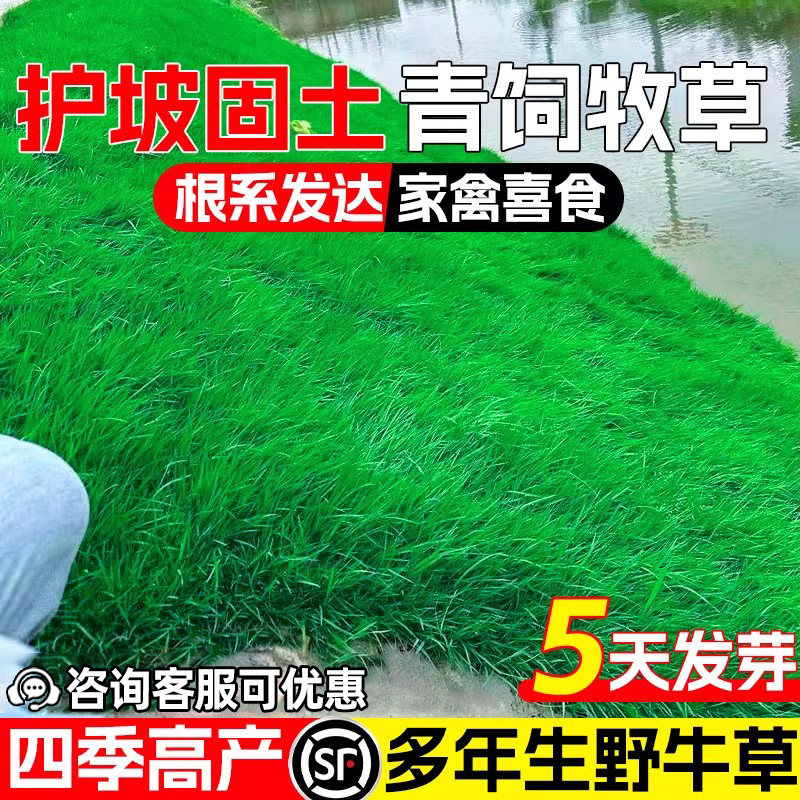 野牛草草籽四季常青高蛋白牧草种