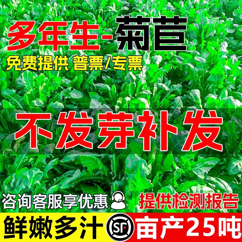 大叶将军菊苣种籽多年生鲜嫩多汁牧草种子四季高蛋白畜牧养殖草籽