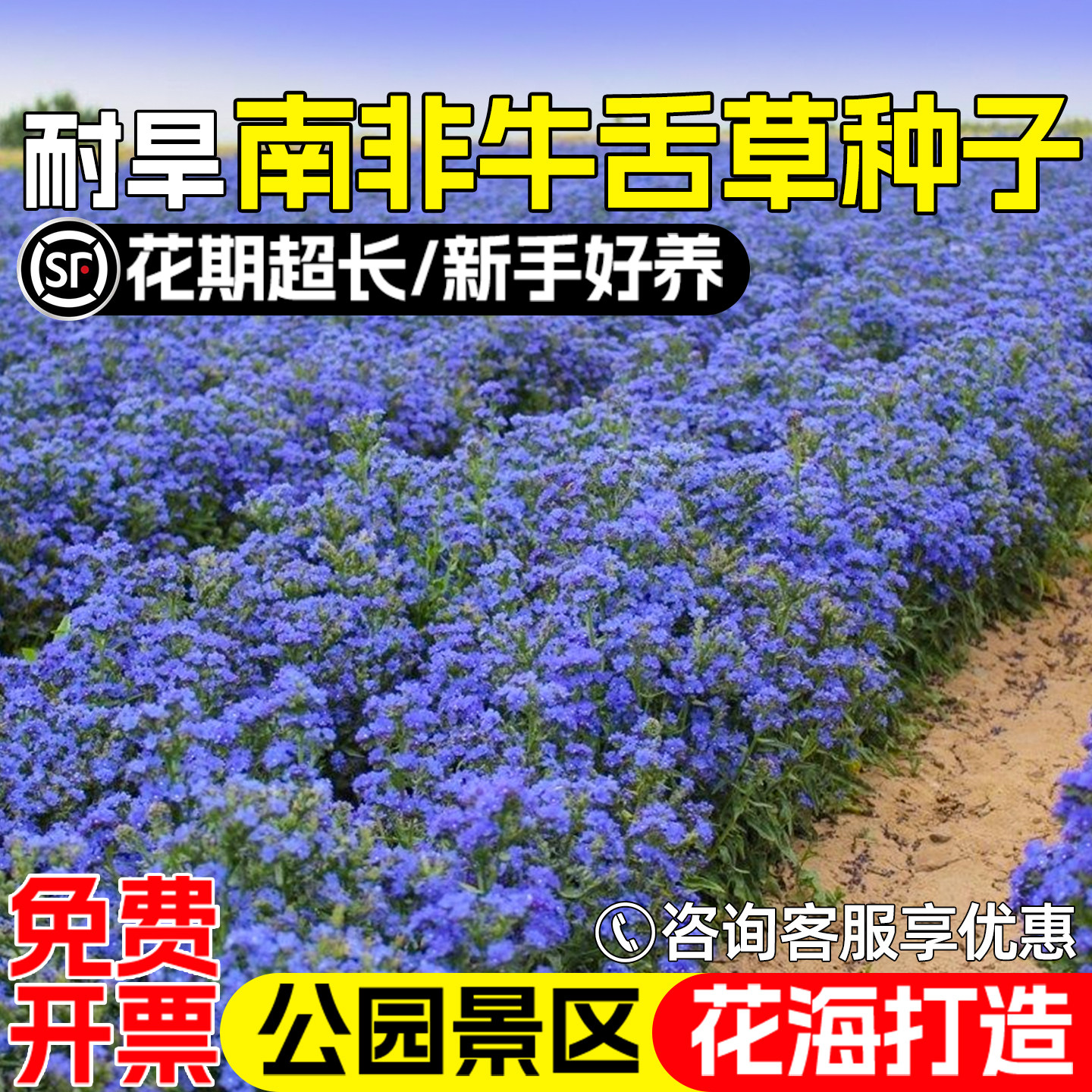 南非牛舌草花种子非洲勿忘我花籽