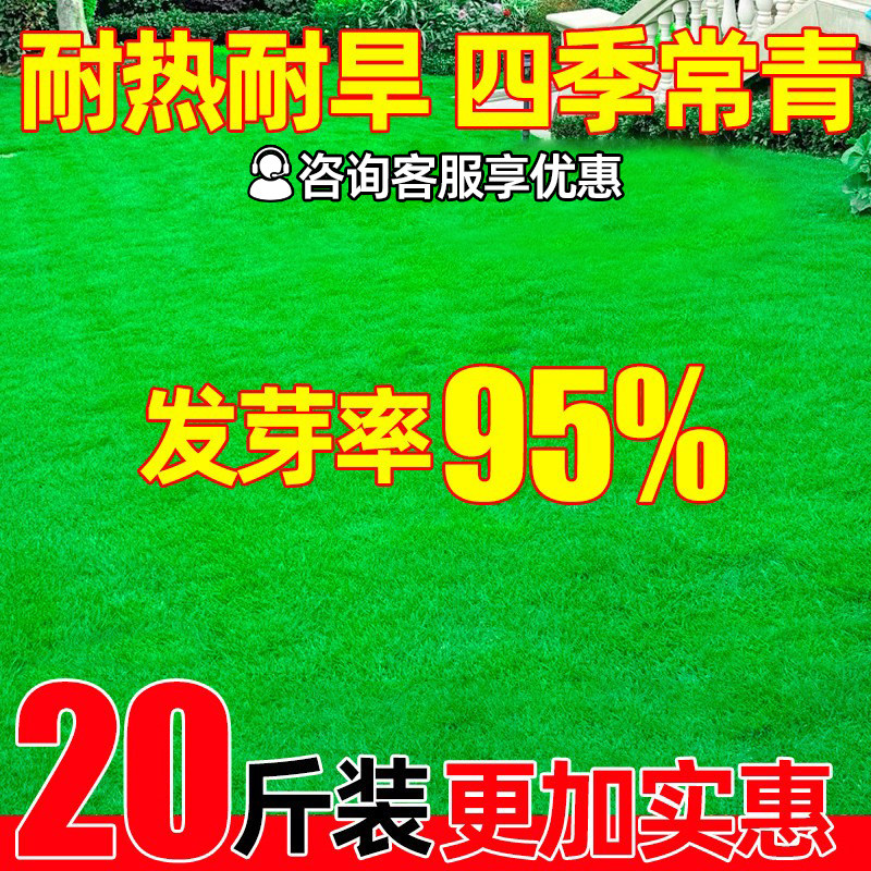 草坪草籽耐寒耐旱护坡狗牙根矮生四季青庭院地毯草绿化黑麦草种子