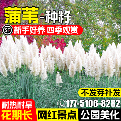 蒲苇耐热耐旱公园景区绿化景点