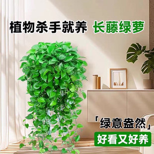 绿萝长藤款 室内大叶绿植绿萝特大号盆花卉盆栽新房卧室植物除甲醛