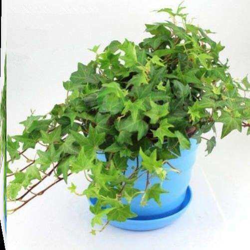 牡丹吊兰锦素材模板 牡丹吊兰锦图片下载 小麦优选 牡丹吊兰锦素材模板 牡丹吊兰锦图片下载 小麦优选