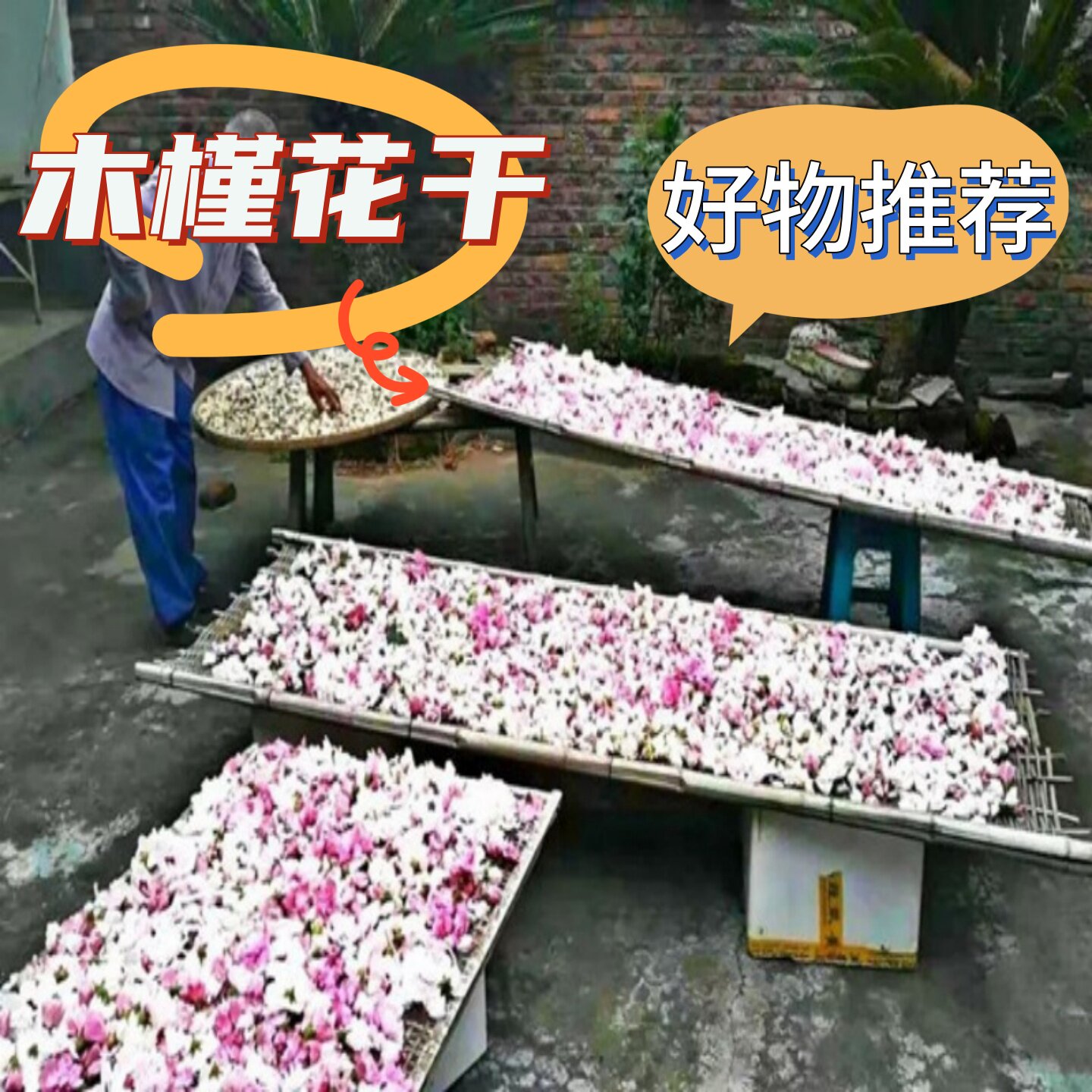 重瓣木槿花食用农家自晒天然手工采摘芙蓉花散装炎陵特产干货茶饮