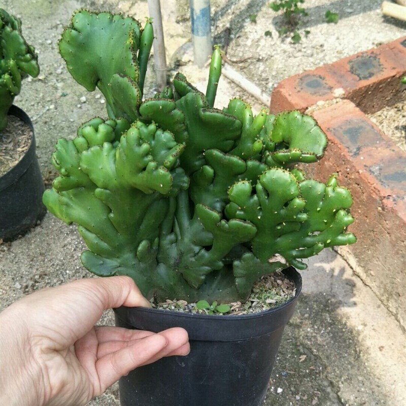 彭珊瑚多肉植物 仙人掌彭珊瑚 美观h趣味阳台庭院绿色