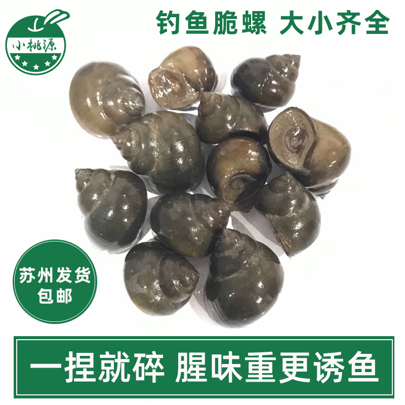 黑鲩螺蛳青挂钩薄壳小号田螺钓鱼脆螺青鱼鱼饵螺石螺打窝