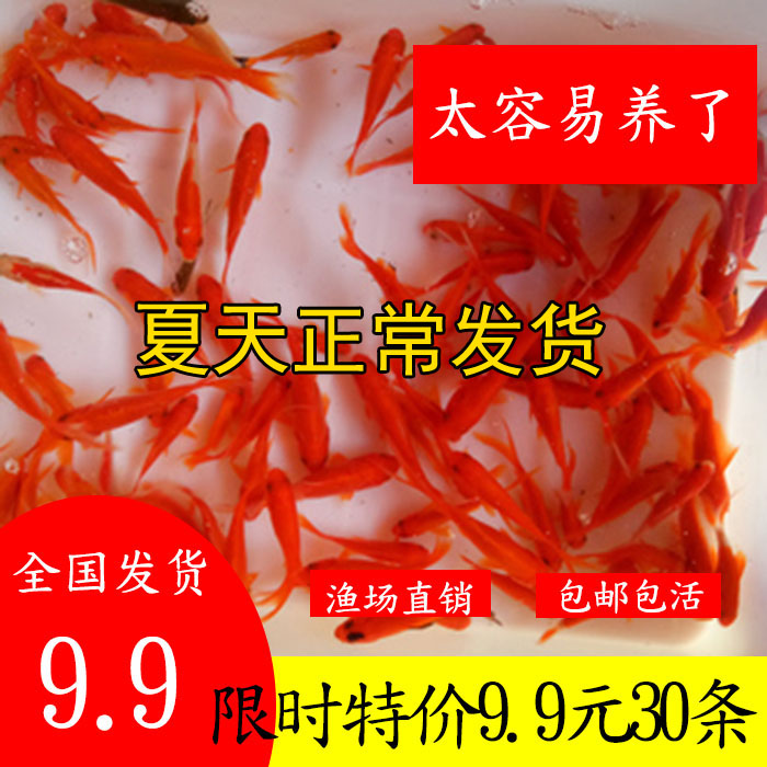草金鱼苗红鲫鱼活体金鱼冷水鱼观赏鱼活鱼龙鱼乌龟饲料花鲫锦鲤