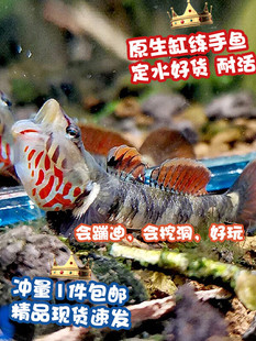 练手稀有原生冷水鱼小型淡水白面溪流吻虾虎鱼好养耐活热带观赏鱼
