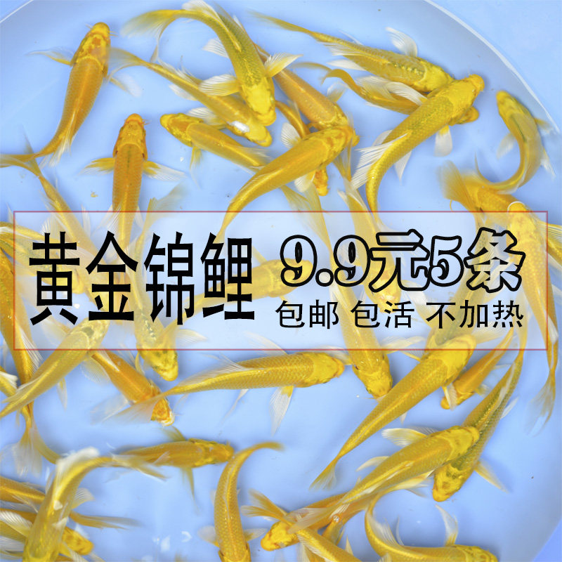 冷水鱼观赏鱼小金鱼活体鱼苗草金鱼黄金锦鲤淡水鱼鱼好养耐活