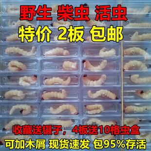 中大号柴虫活虫野生天牛幼虫玉米面包板虫木虫50只高蛋白提性鸟食