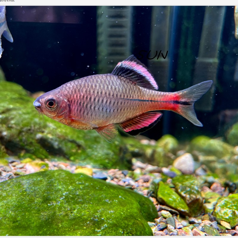 原生鱼越南鱊广齐氏鱊短须鱊彩石鳑鲏鱼溪流鱼冷水观赏鱼淡水鱼-封面