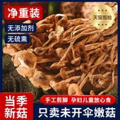 茶树菇干货无硫煲汤营养菌菇新不开伞不剪根农家种非特级小蘑菇