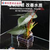 镂空花盆水培鱼缸水培定植篮水草种植杯壁挂式 加U厚家用透明水培.