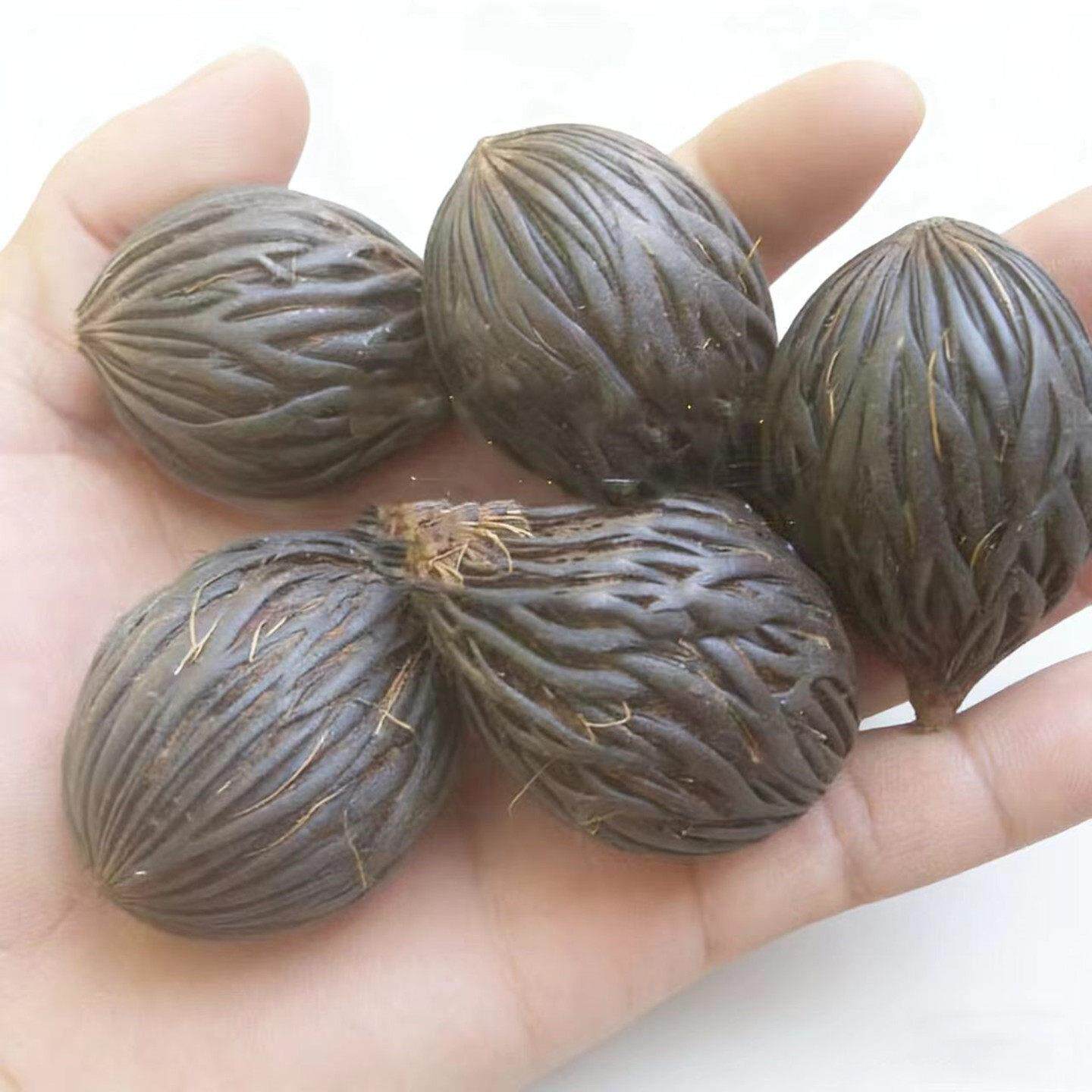 千丝菩提原籽植物原核D