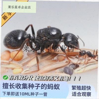 `工匠收获蚁生日礼物吃p种子的蚂蚁强壮的小蚂蚁有分化新手养蚂蚁