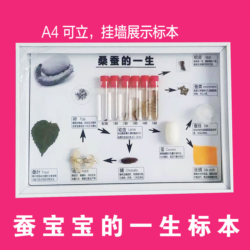 蚕宝宝标本蚕的一生桑蚕生活史标蚕宝宝
