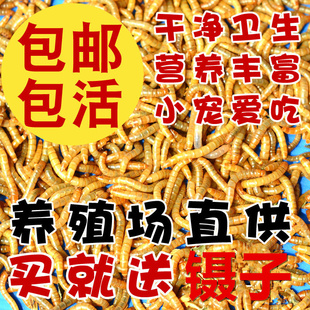 黄粉虫活虫面包虫活体大麦虫蜘蛛蜥蜴鸟银龙仓鼠零食乌龟守宫饲料