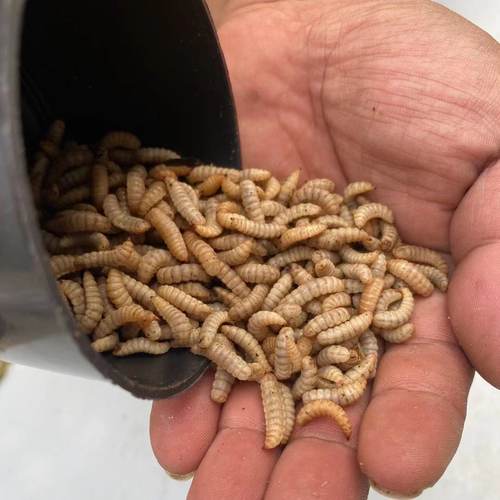 黑水水活体鱼饵通杀野钓专攻鲶鱼钓鱼白虫蛆虫茫牤活虫钓鱼黄虫肉