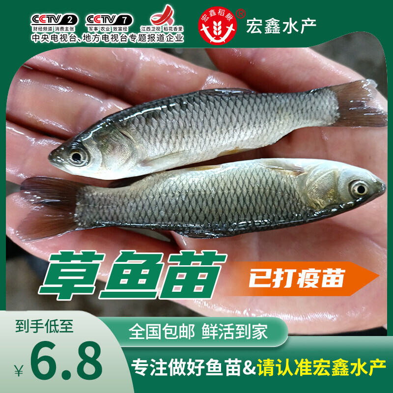 大型草鱼苗特大鲩鱼四大家鱼养殖鱼活体运输冷水鱼淡水饲养活鱼苗