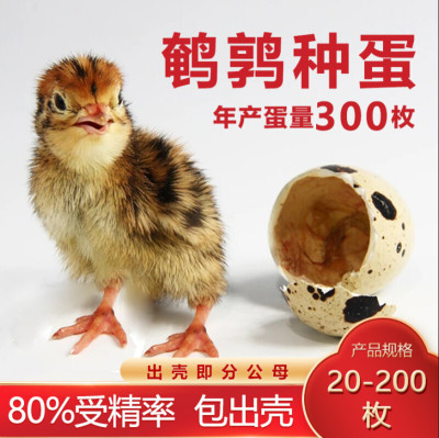 鹌鹑蛋受精种蛋 鹌鹑种蛋可孵化 鹌鹑活体