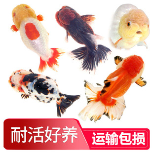 兰寿金鱼耐活好养活鱼养不死冷水淡水小泰狮鎏金观赏鱼苗特价包邮