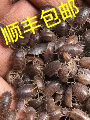 顺丰包邮包活鼠妇虫潮虫子西瓜虫湿湿虫饲养套装 学生物实验昆虫