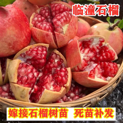 临潼石榴树果苗特大嫁接盆栽树苗南北方庭院地栽软籽果树当年结果