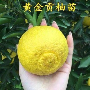春香柚树苗黄金贡柚果树盆栽嫁接果苗南北方庭院地栽大树当年结果