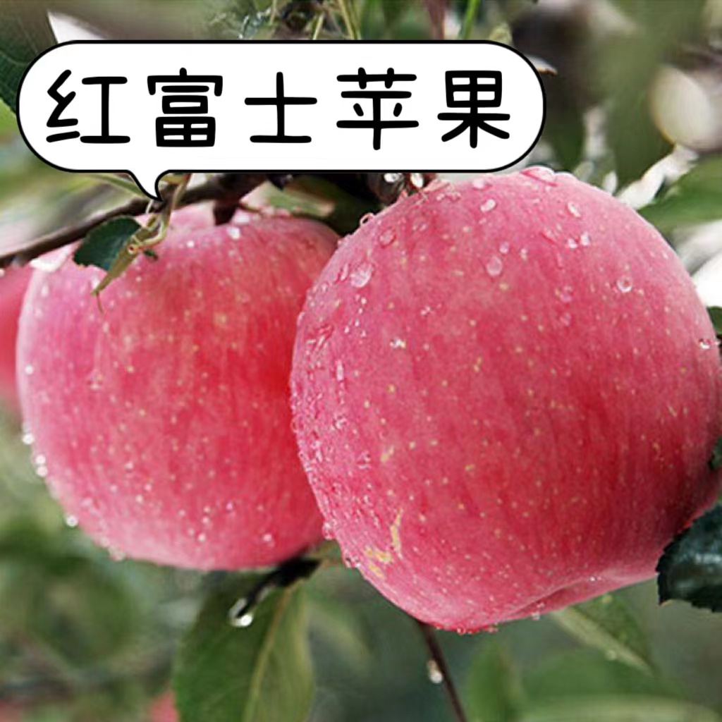 嫁接红富士果苗矮化庭院地栽种植