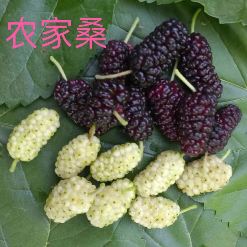 农家桑树苗特大嫁接盆栽果树蚕桑南北方庭院地栽果桑大树当年结果