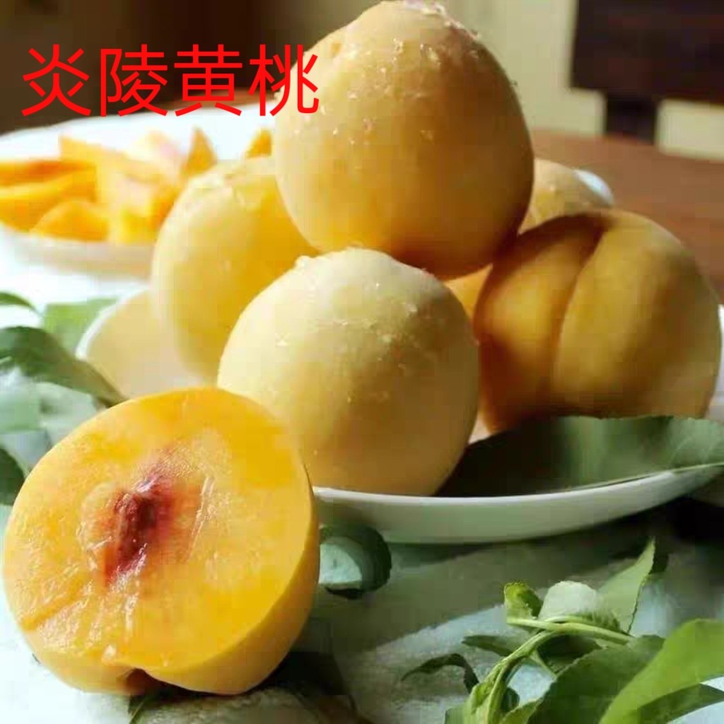 炎陵黄桃树果苗特大嫁接盆栽果树南北方庭院地栽矮化大树当年结果